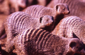 banded mongoose kenya